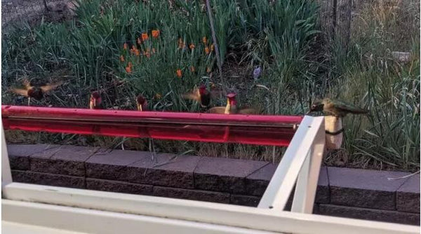 Hanging Long Tube Red Bird Feeder