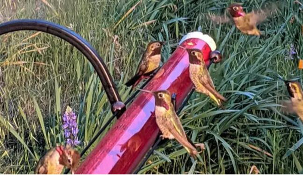 Hanging Long Tube Red Bird Feeder