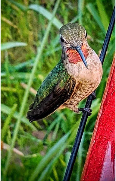 Hanging Long Tube Red Bird Feeder