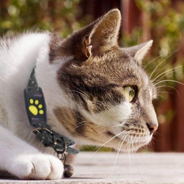 Pet GPS Tracker Locator Device