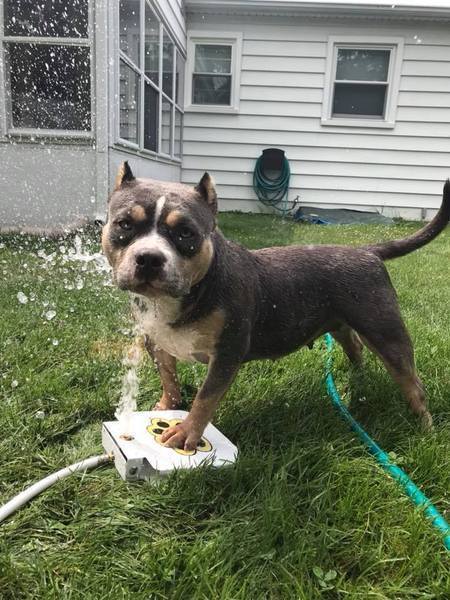 Outdoor Dog Water Fountain - Auto Pet Water Dispenser System